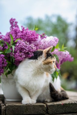 Güneşli bir günde, eski ahşap masadaki güzel kedi açık havada, vazodaki leylak çiçeklerinin yanında.. 
