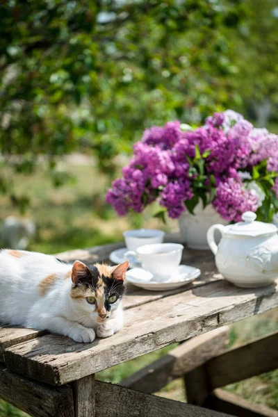 Beautiful cat on the old wooden table on sunny day in garden outdoors near the lilac flowers in vase.