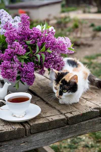 Beautiful cat on the old wooden table on sunny day in garden outdoors near the lilac flowers in vase.