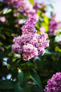 Leylak çiçeklerinin bahar dalları. Bahçede güneşli bir gün.. 