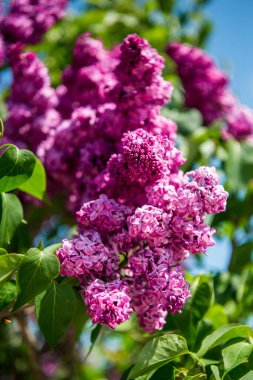 Leylak çiçeklerinin bahar dalları. Bahçede güneşli bir gün.. 