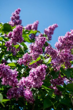 Leylak çiçeklerinin bahar dalları. Bahçede güneşli bir gün.. 