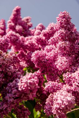 Leylak çiçeklerinin bahar dalları. Bahçede güneşli bir gün.. 