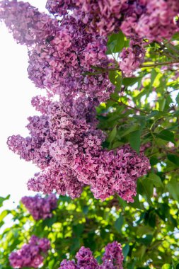 Leylak çiçeklerinin bahar dalları. Bahçede güneşli bir gün.. 