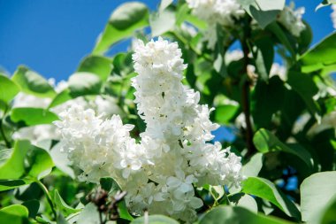 Beyaz leylak çiçeklerinin bahar dalları. Bahçede güneşli bir gün.. 