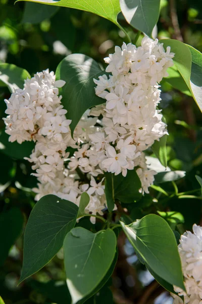Leylak çiçeklerinin bahar dalları. Bahçede güneşli bir gün.. 
