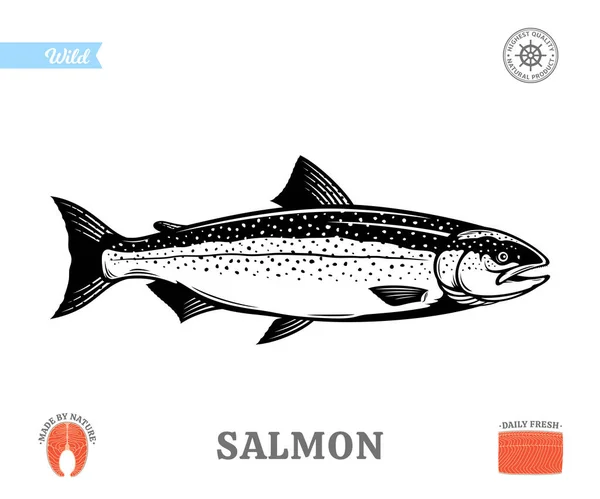 Ilustração Peixe Salmão Vetorial Isolado Sobre Fundo Branco Bife Cru —  Vetores de Stock