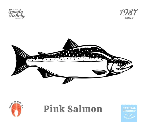 Διάνυσμα Ροζ Humpback Σολομού Ψάρια Απεικόνιση Απομονώνονται Λευκό Φόντο Ακατέργαστη — Διανυσματικό Αρχείο