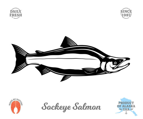 Vector sockeye (red) salmon fish illustration isolated on a white background. Salmon raw steak