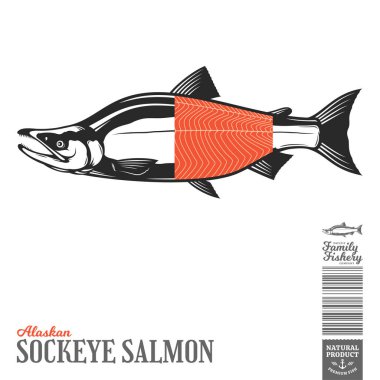 Vahşi Alaska somon balığı illüstrasyonu.