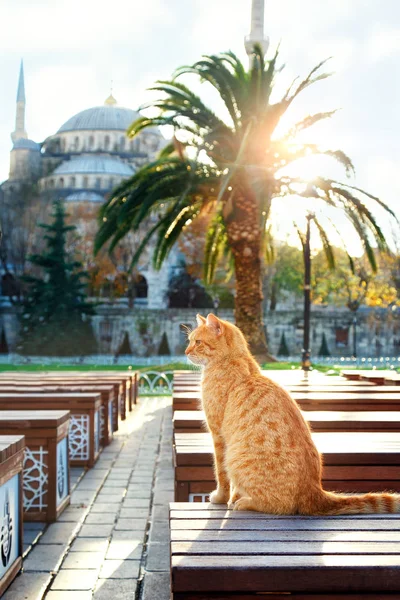 Türkiye'de mavi Mosque.Cat yakın oturan Turkey.Istanbuli - 11 Kasım 2017:Turkish kedi.