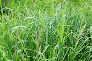 Çimlerin üzerindeki çiy tanesi