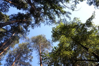 Gökyüzüne karşı çam ormanı