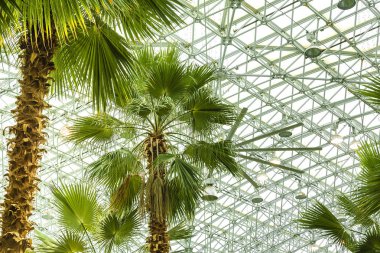 Chicago'da Palm house