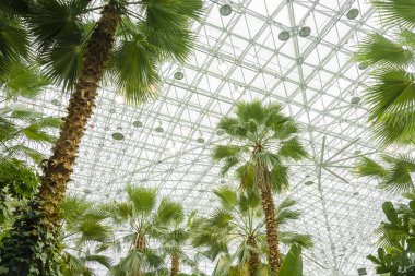 Chicago'da Palm house