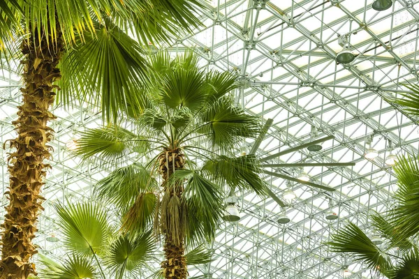 Palm house em Chicago — Fotografia de Stock