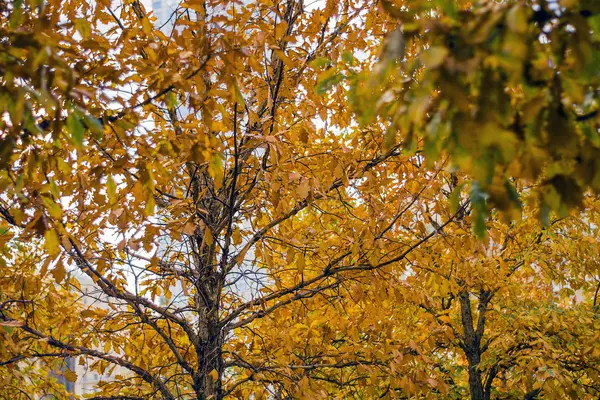 Árbol en otoño —  Fotos de Stock