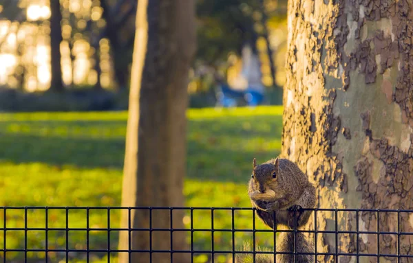 Eichhörnchen frisst eine Nuss — Stockfoto