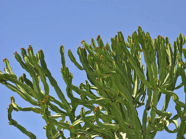 Кактус растения против ясного голубого неба — стоковое фото