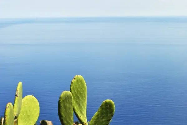 Beautiful cactus plants with mediterranean sea in background — Stock Photo, Image