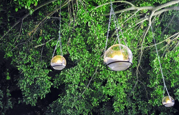 bir ağaca tutunan bir cam mum