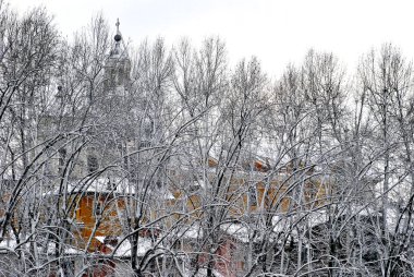 bir şehirde kar ile kaplı ağaç dalları