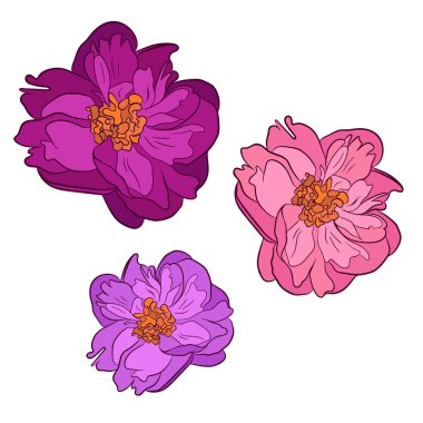 Farklı renklerde üç Şakayık çiçekleri