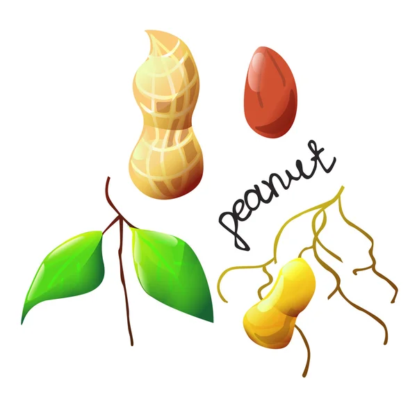 Amendoim vector colorido Ilustrações De Stock Royalty-Free