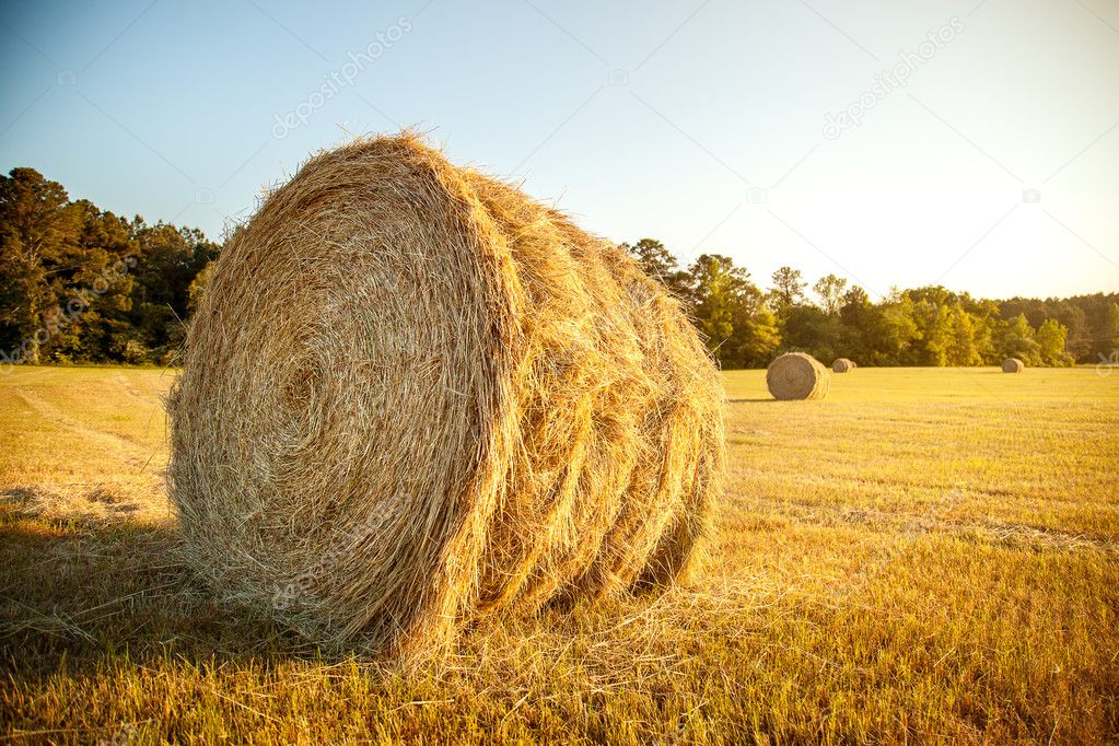 Stacks of straw in the farm field