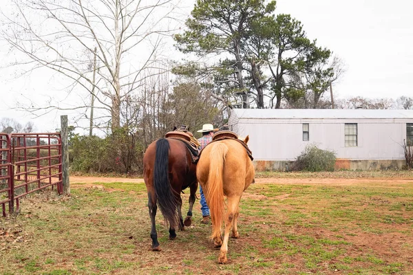Homem cowboy levando seus cavalos de campo para o estábulo — Fotografia de Stock