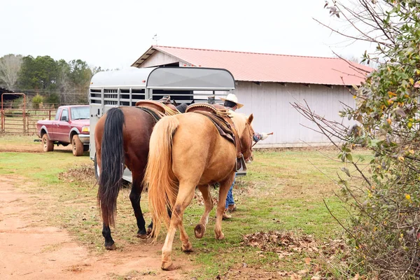 他的马从外地通往 horsetrailer 的男人牛仔 免版税图库照片