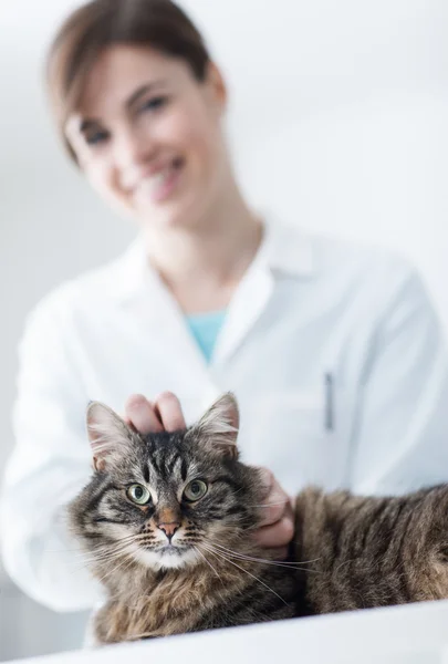 Veterinar îmbrățișare o pisică — Fotografie, imagine de stoc