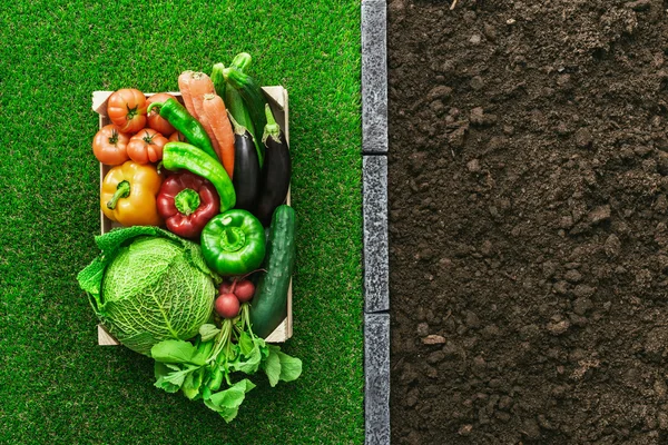 Свежесобранные овощи в деревянном ящике на траве в саду — стоковое фото