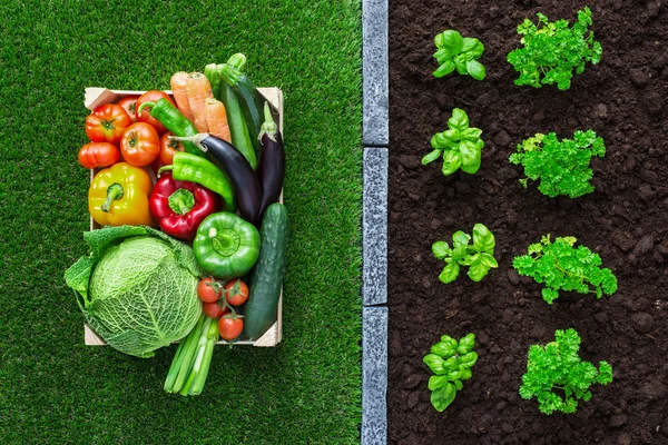 Giardinaggio e produzione alimentare — Foto Stock
