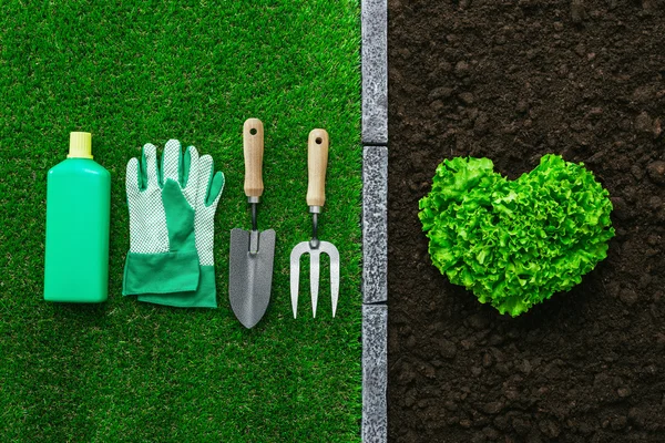 Lechuga fresca en el jardín — Foto de Stock