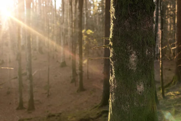 Promenade dans les bois — Photo