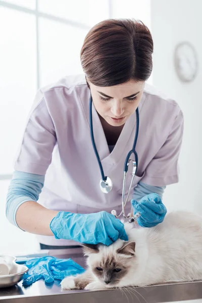 Professional veterinarian injecting a vaccine to a cat using a syringe, pet care concept
