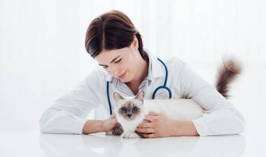 Gülümseyen bir kedi tutarak ve poz profesyonel veteriner