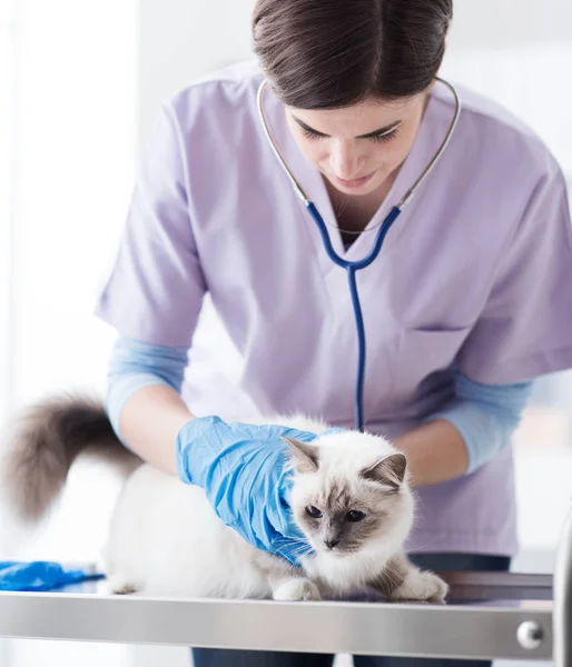 Vétérinaire examinant un animal domestique — Photo