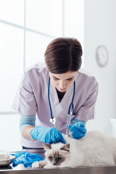 Veterinarian giving an injection to a pet — Stock Photo, Image