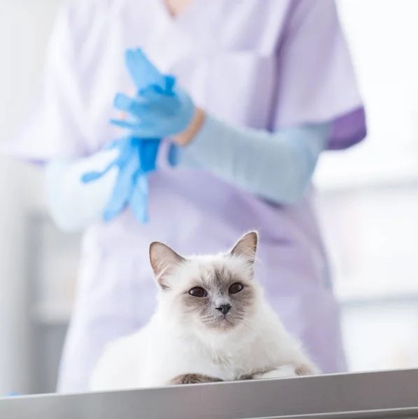 Tierarzt untersucht ein Haustier — Stockfoto