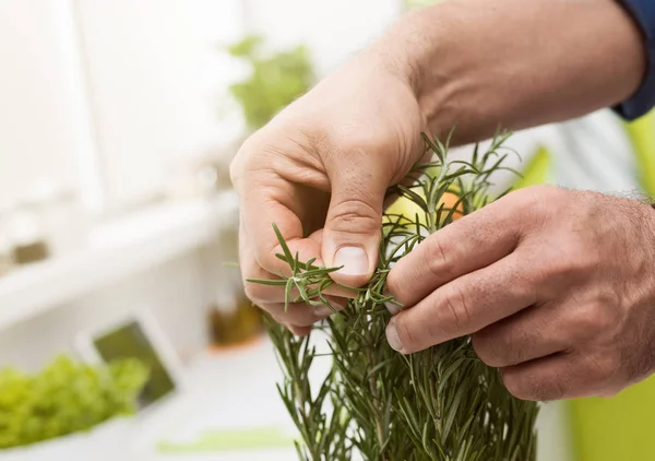 Cook picking homegrown rosemary — Stock Photo, Image