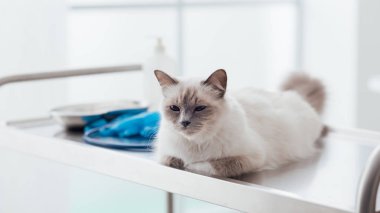 Veteriner Kliniği'nde evde beslenen hayvan