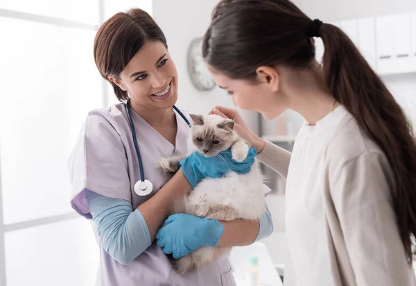 Veterinário, proprietário do animal de estimação e gato na clínica — Fotografia de Stock