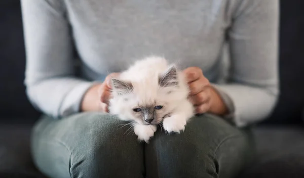 かわいい猫の所有者のひざの上に横たわる — ストック写真