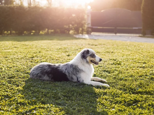 Köpek çim üzerinde yalan — Stok fotoğraf