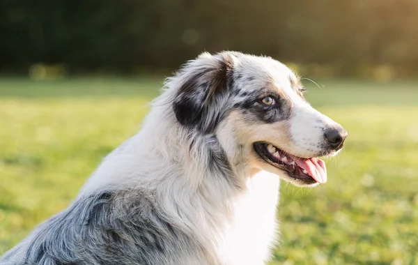 Açık havada poz köpek — Stok fotoğraf