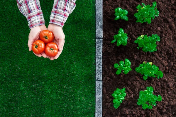 Organic farming and gardening — Stock Photo, Image