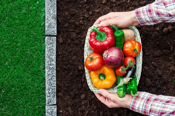 Fresh harvest — Stock Photo, Image