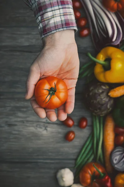 Tomates fraîchement récoltées — Photo